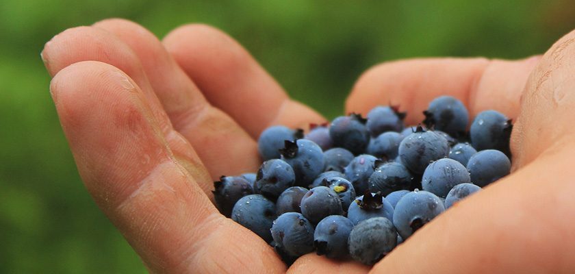 Swanbourne Market — Blueberries